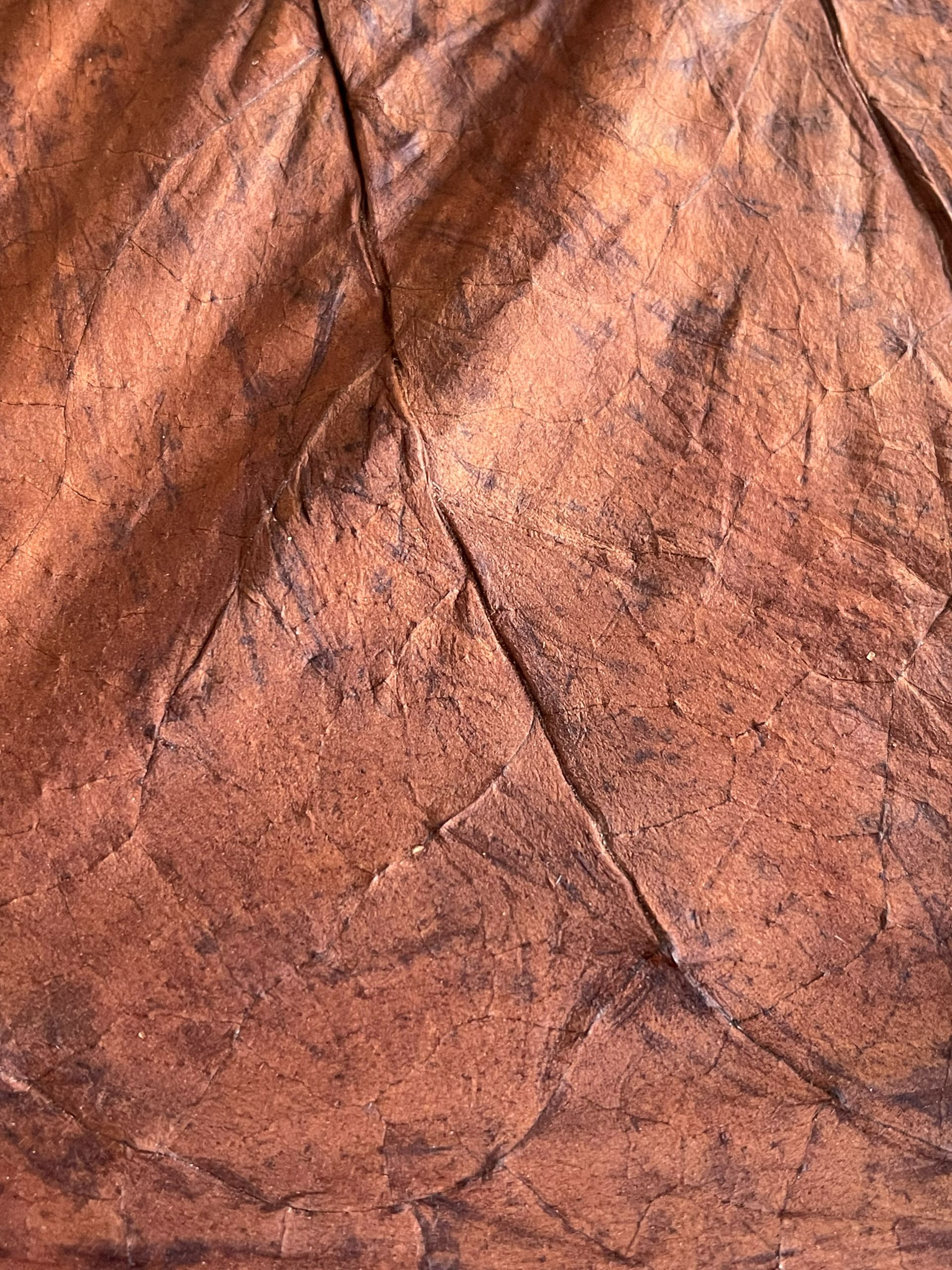 Tobacco leaf closeup