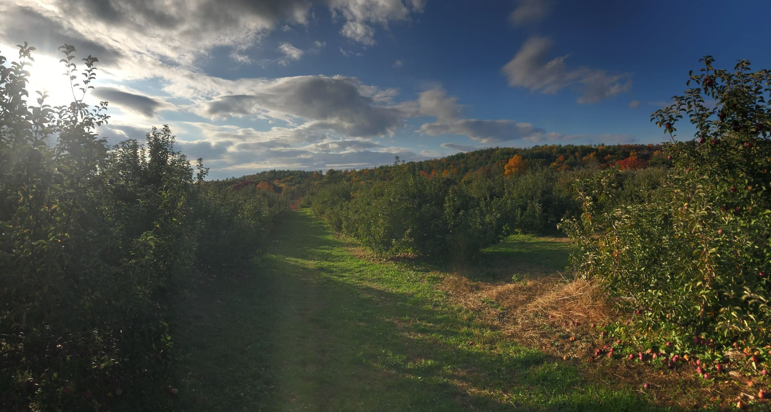 Massachusetts Orchard