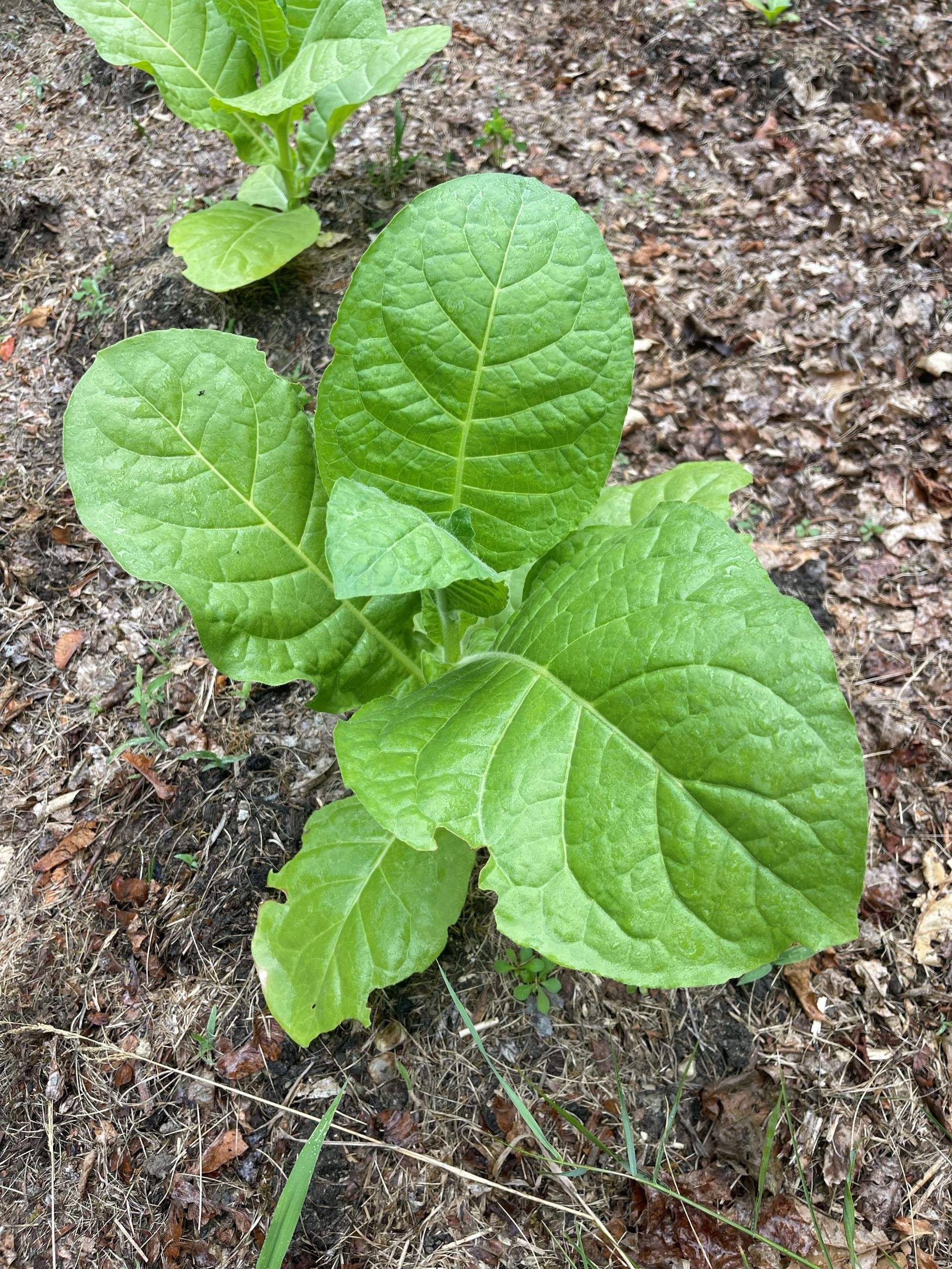 Tobacco Plant