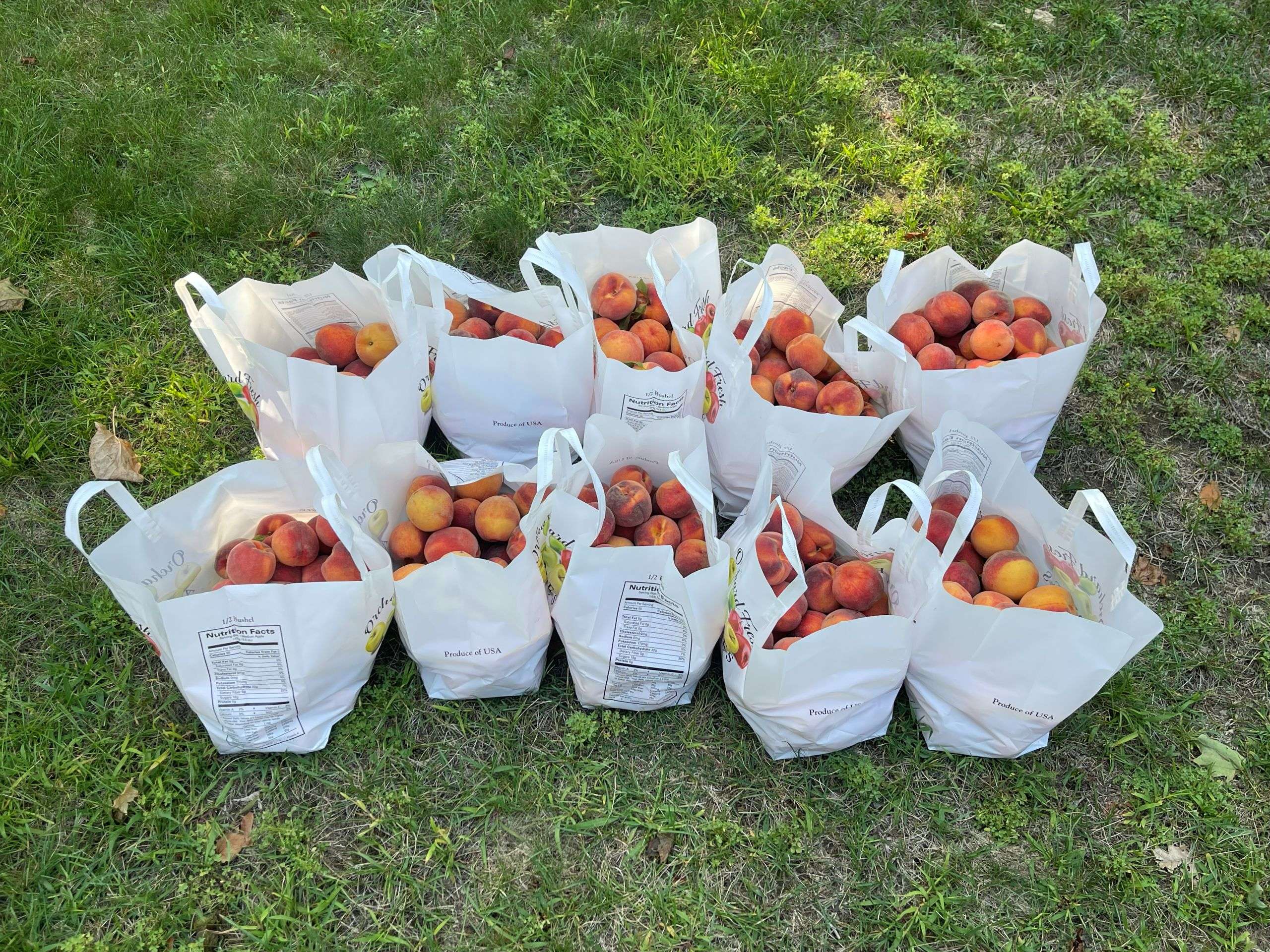 Peaches in half bushel bags