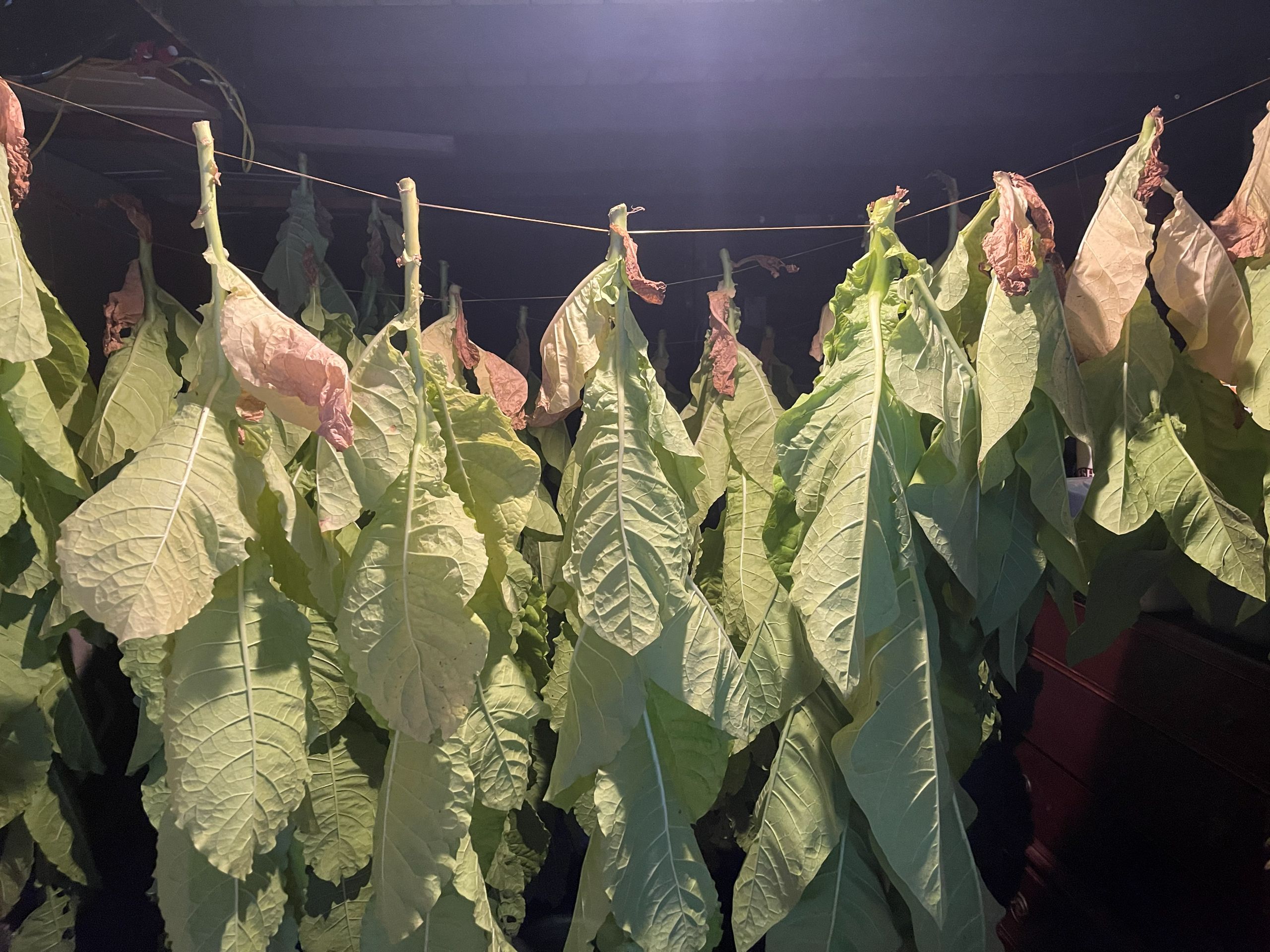 Hanging tobacco plants