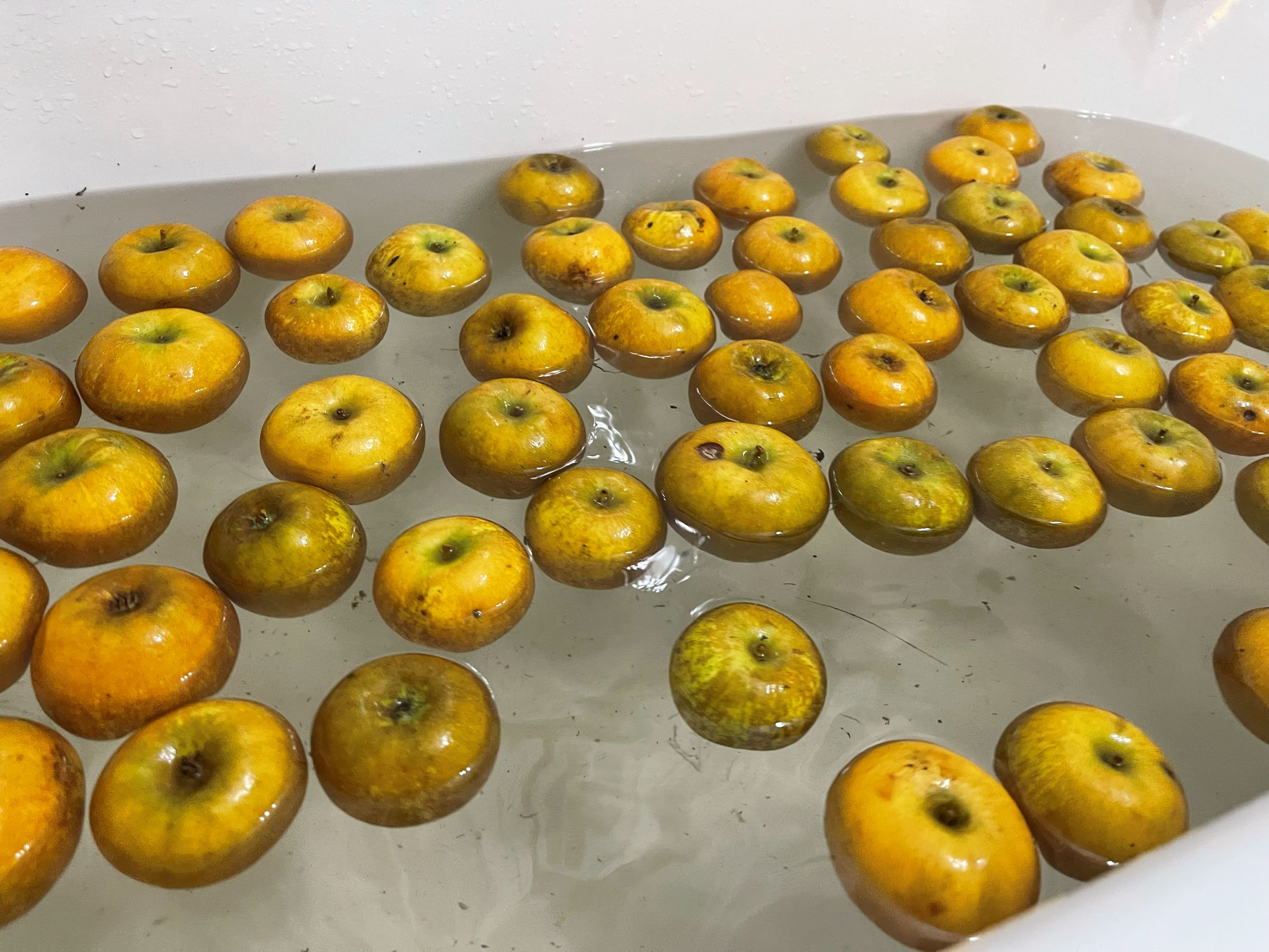 Yellow Apples floating in a basin